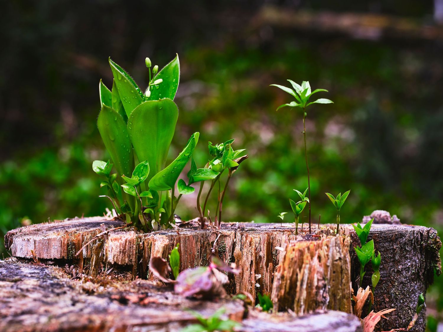 Young green plant shoots emerging from decaying wood stumps in a forest setting.