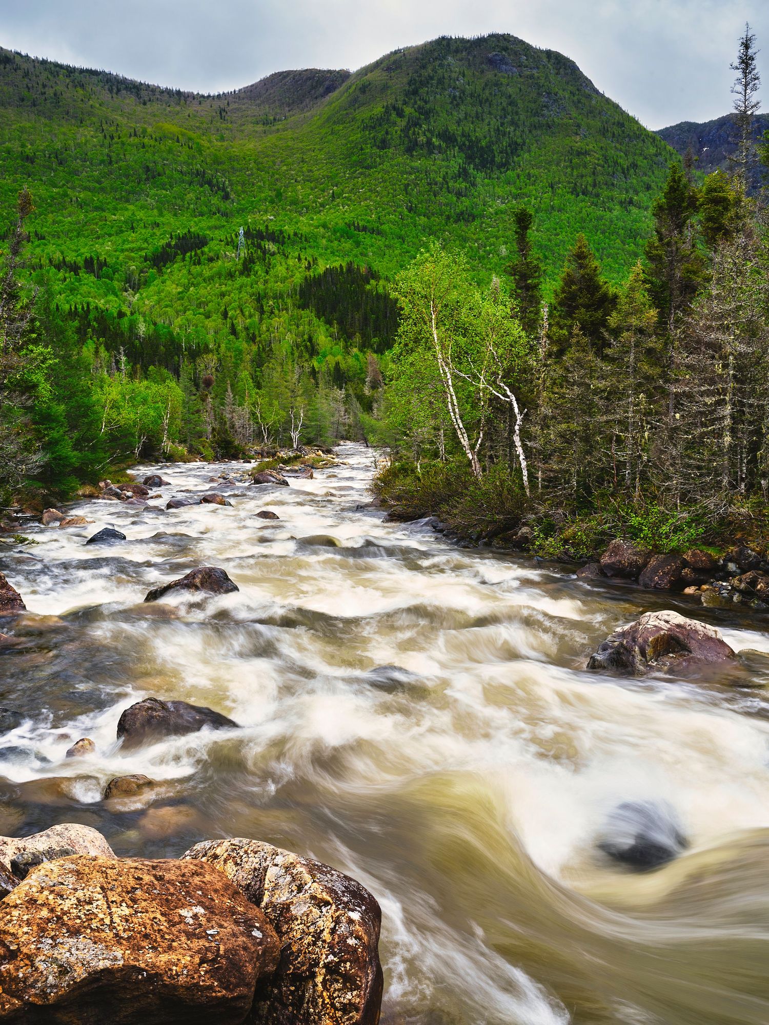 Rushing whitewater rapids flowing through a lush green forest in the mountains.