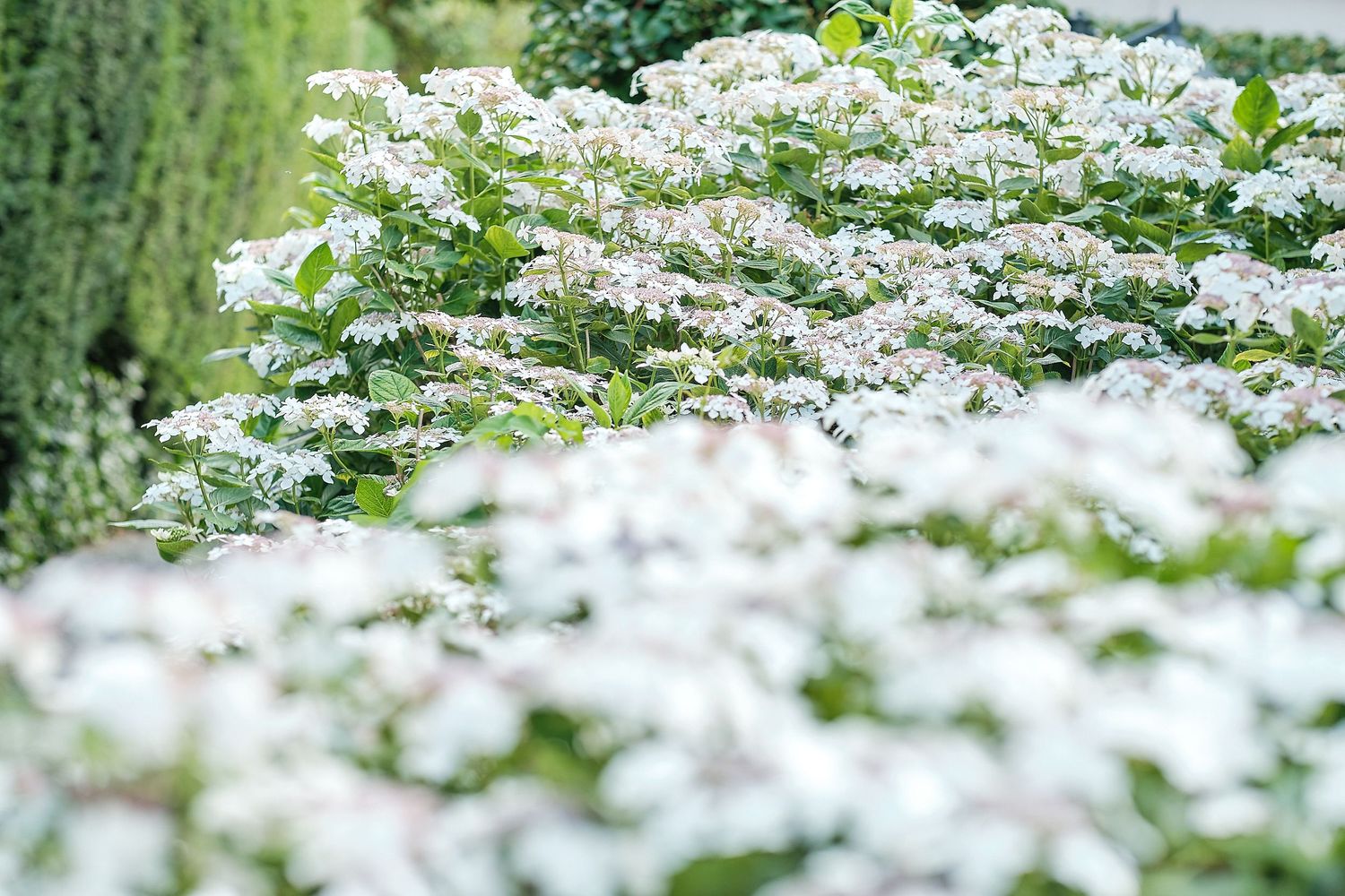 Lush garden filled with abundant white flowering shrubs and green foliage in soft natural light.