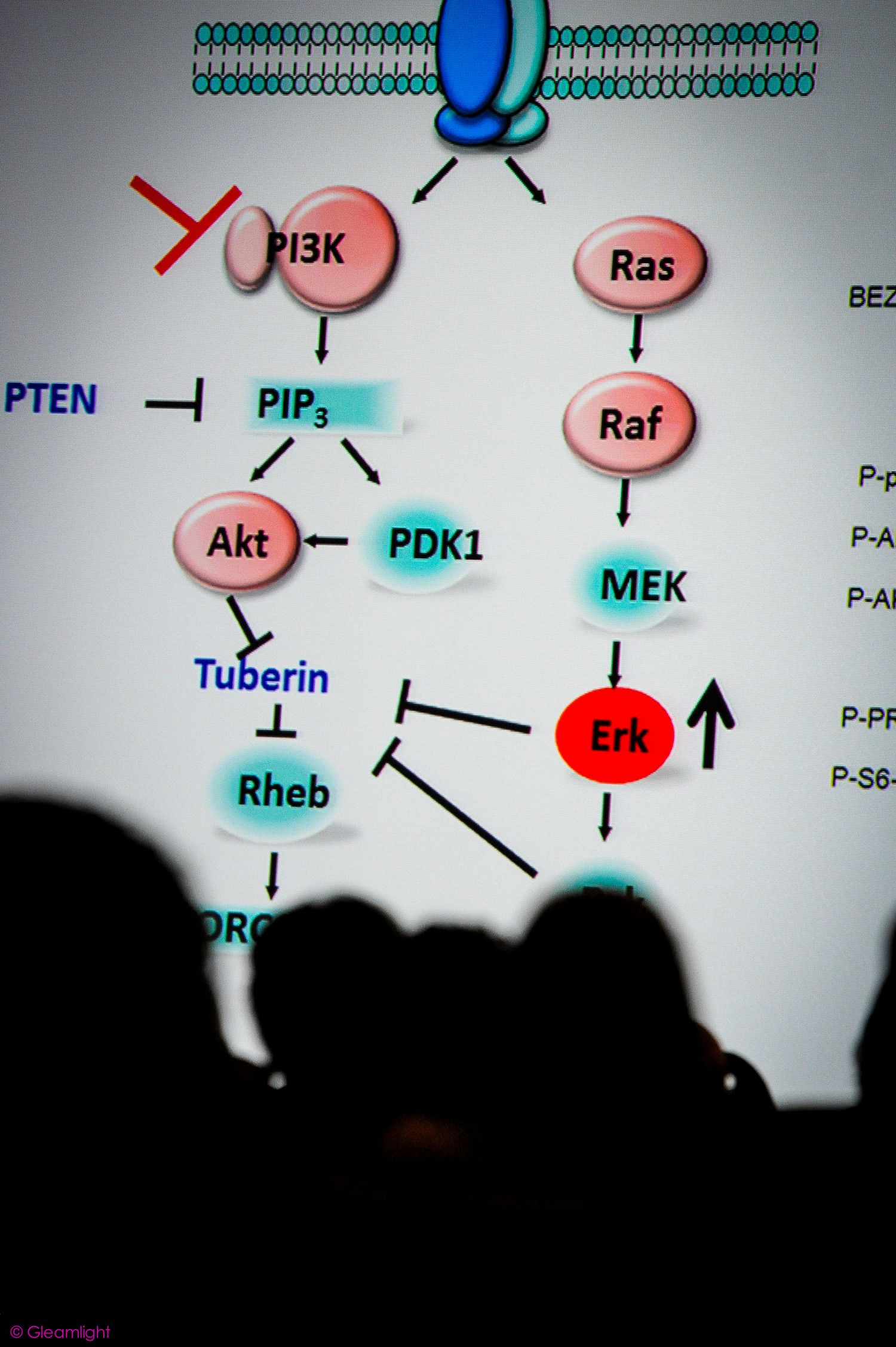 Scientific pathway diagram showing molecular interactions projected on screen with audience silhouettes.