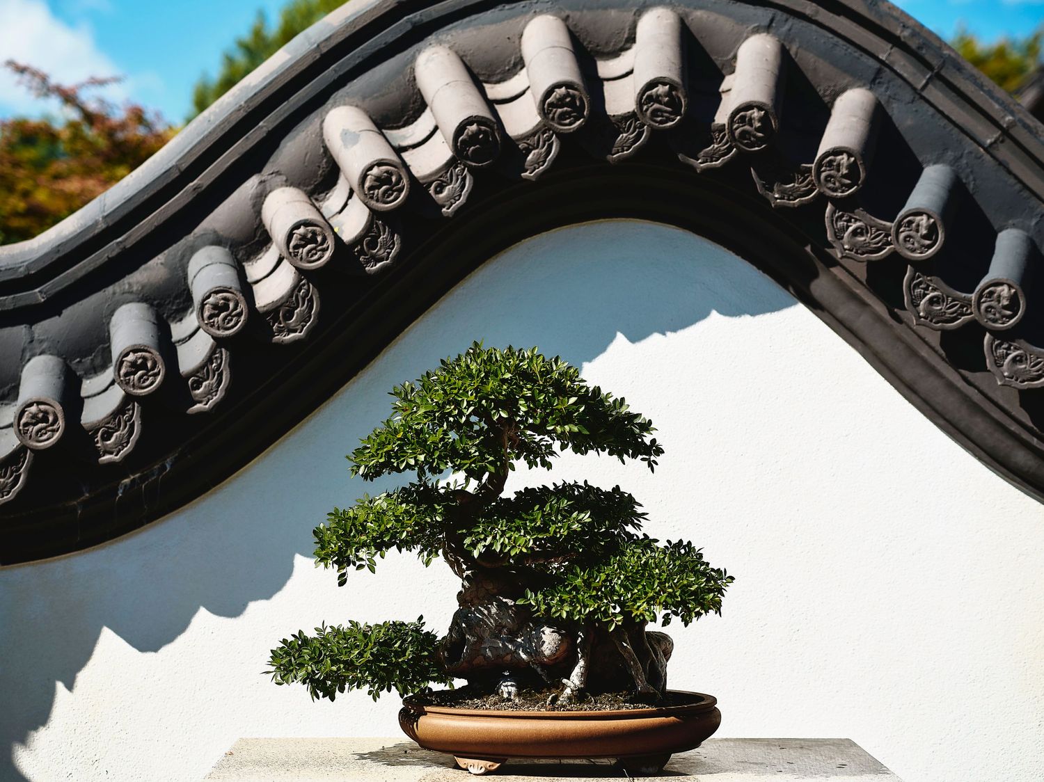 Traditional Chinese garden wall with ornate tiles and carefully manicured bonsai tree.