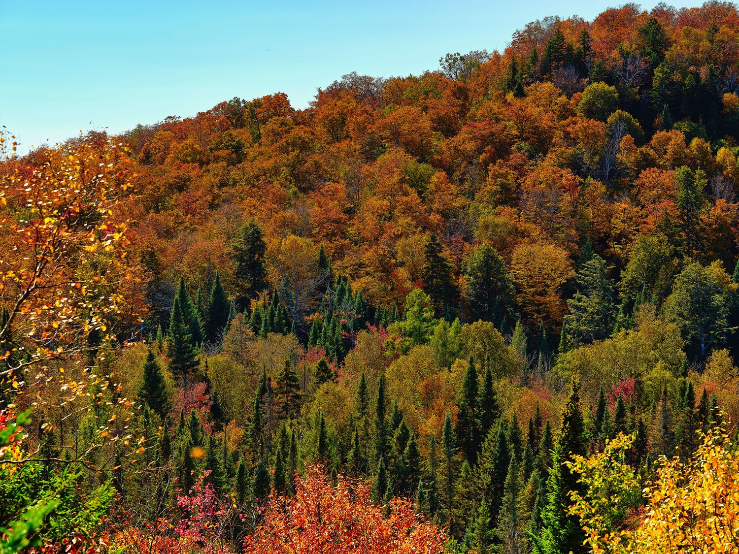 Autumn forest landscape with vibrant orange and yellow foliage covering rolling hills.