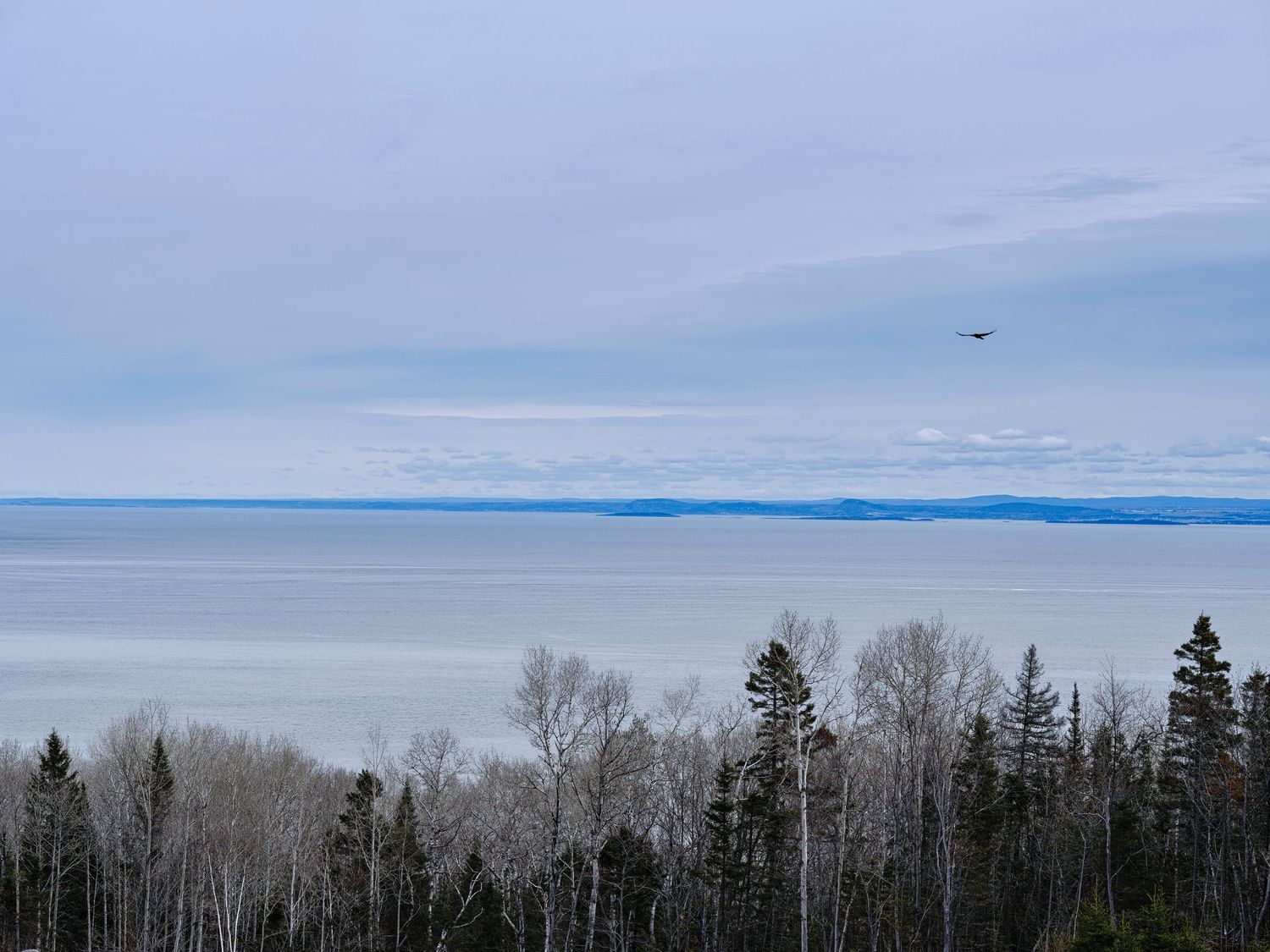 Winter landscape with bare trees silhouetted against a cloudy grey sky.