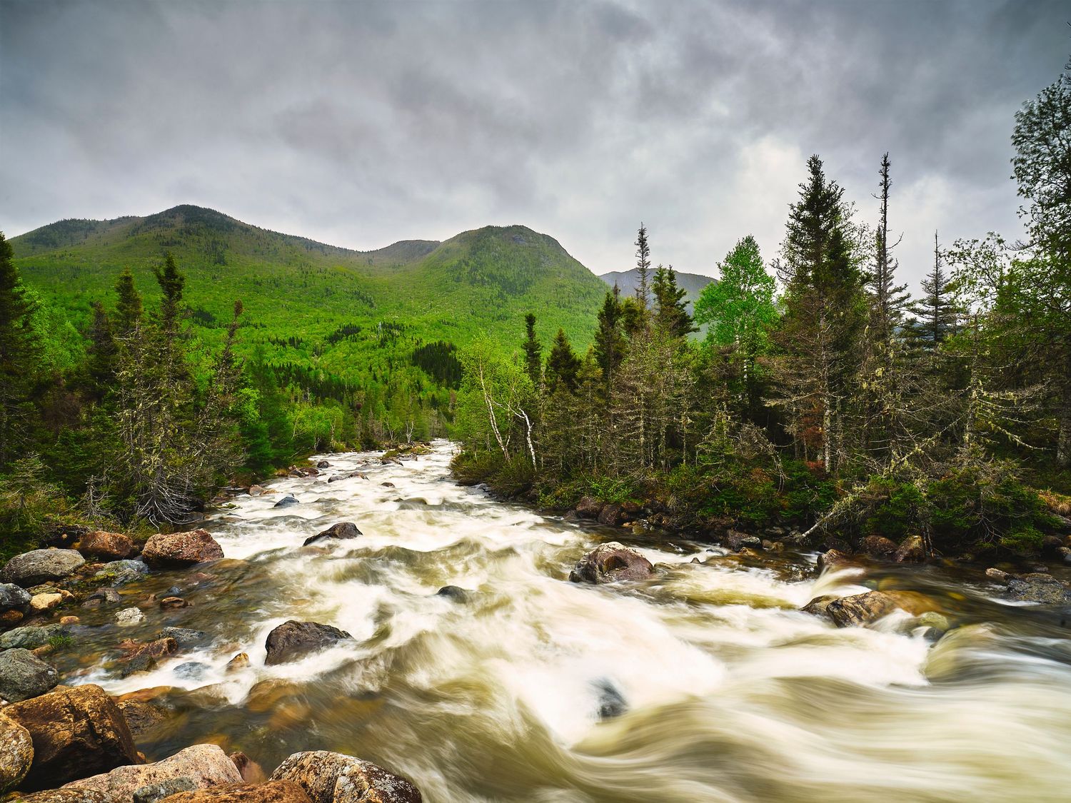 Panoramic view of rushing white water rapids flowing through a mountainous forest landscape in spring.