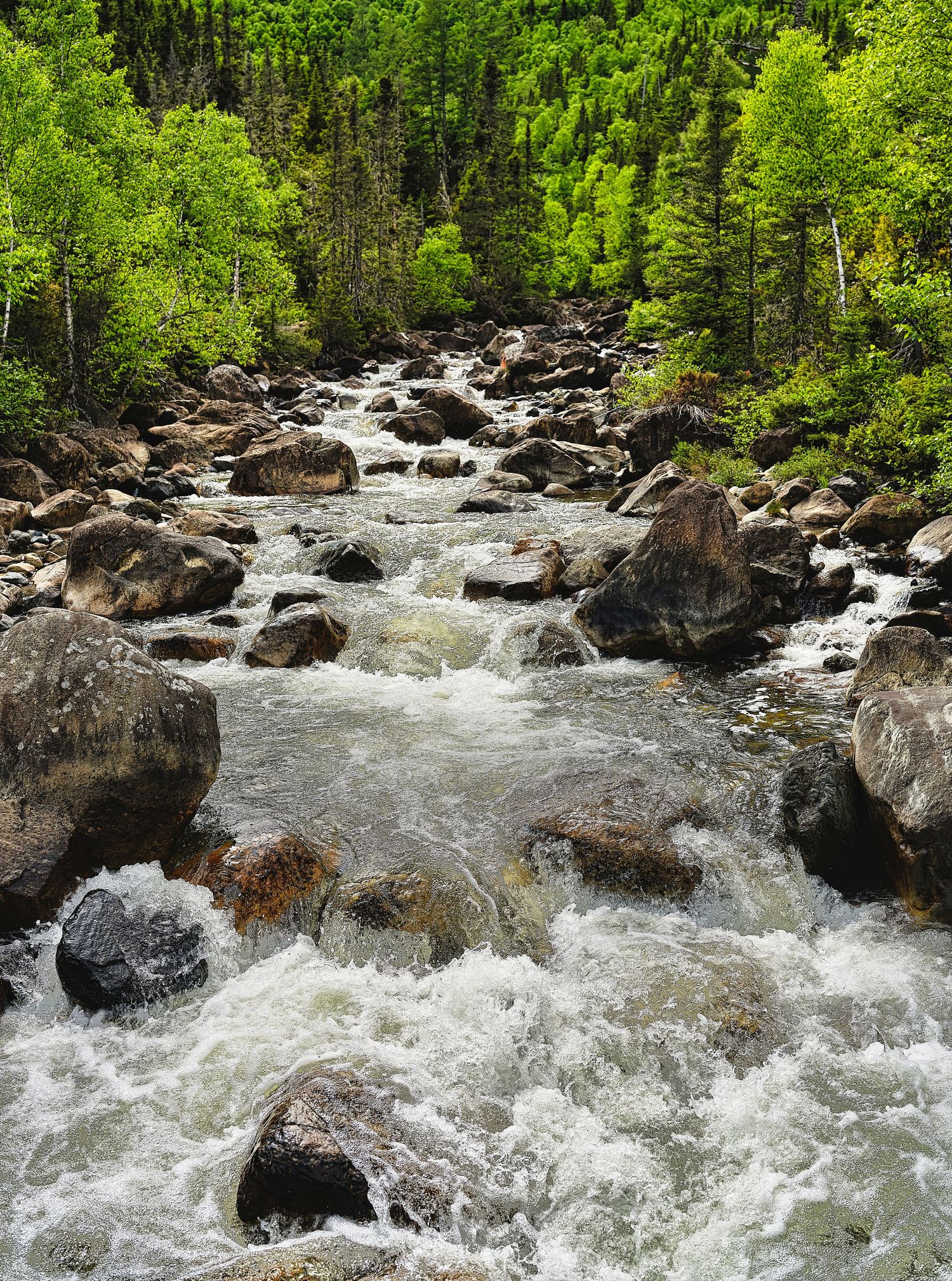 Rushing whitewater rapids flowing through rocky terrain surrounded by lush green forest.