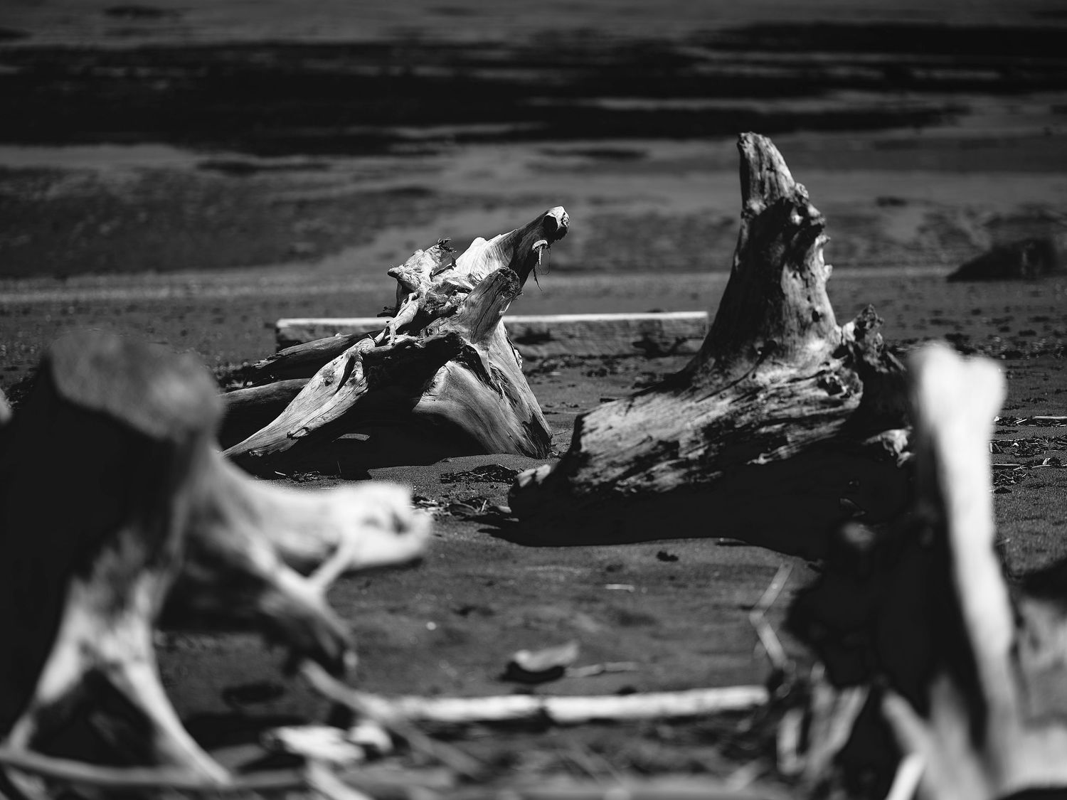 A black and white panoramic photo sequence shows a cat stalking and pouncing on its prey in multiple frames.