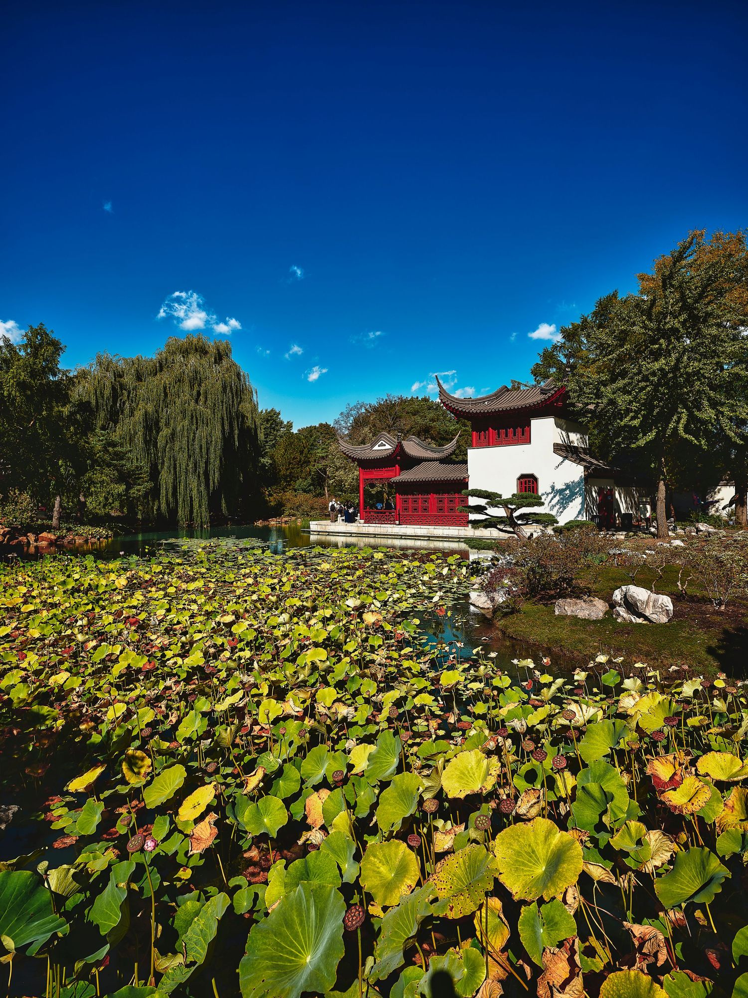 Asian garden with lotus pond, traditional buildings, and weeping willows under blue sky.