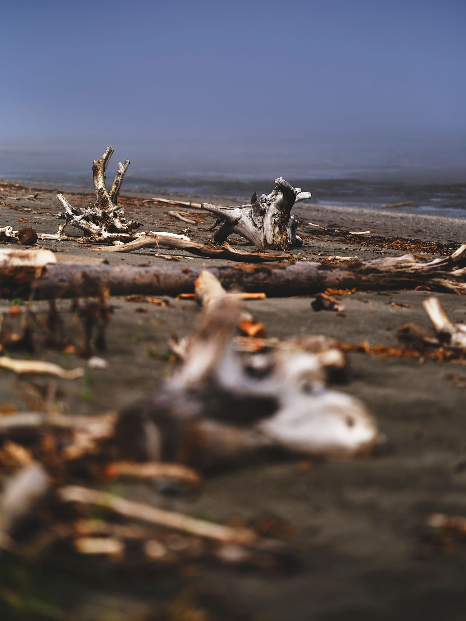 Close-up view of driftwood and debris scattered along a sandy beach shoreline.