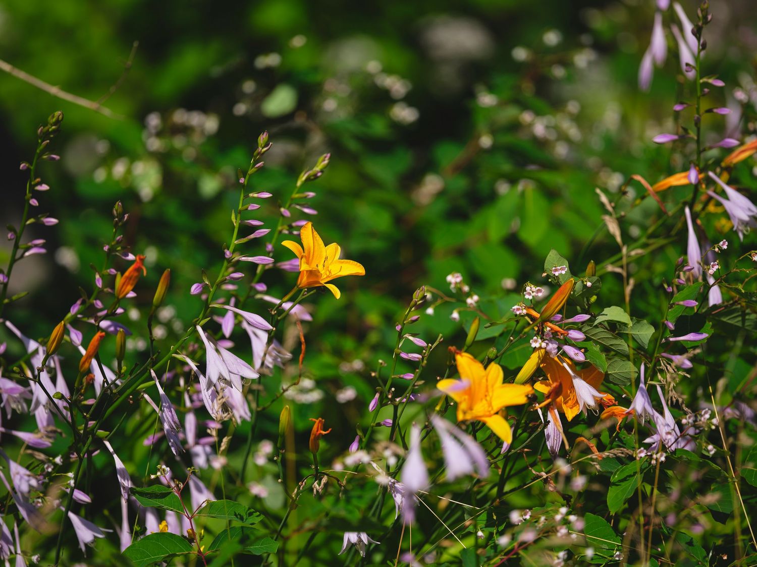Colorful wildflowers bloom in a lush garden setting with yellow lilies and purple blooms against green foliage.