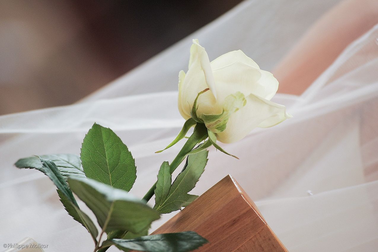 Single white rose resting on wooden surface with soft bridal veil fabric backdrop.