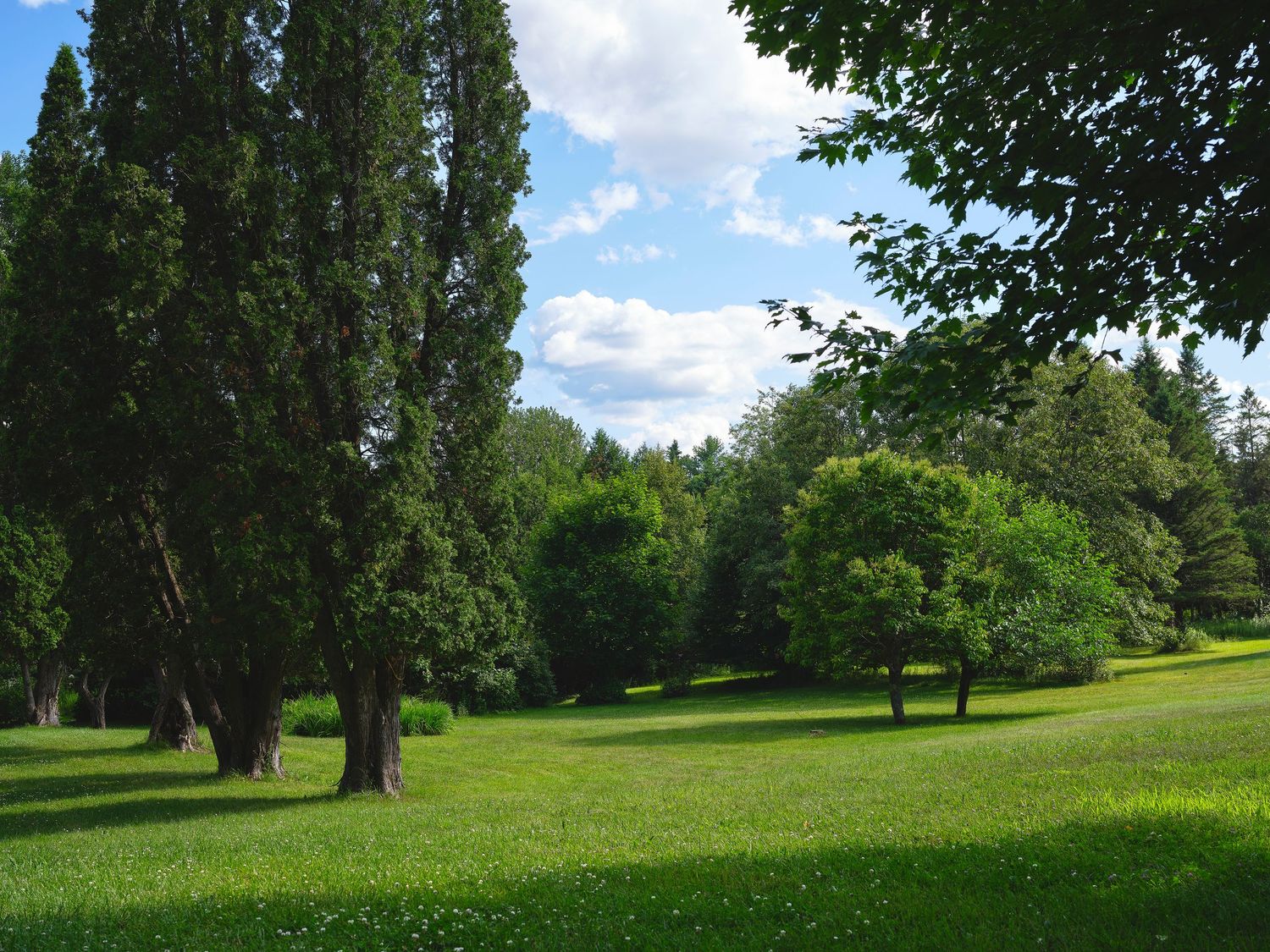 Panoramic view of a grassy park landscape with tall trees and blue sky on a sunny summer day.