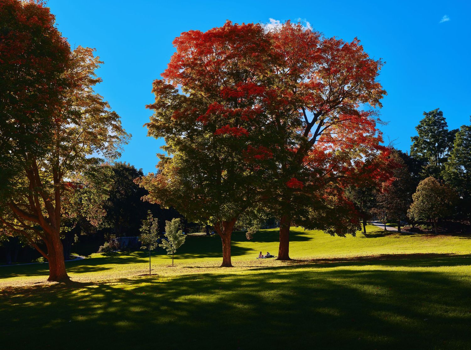 Vibrant autumn red maple tree in a sunny green park under a clear blue sky.