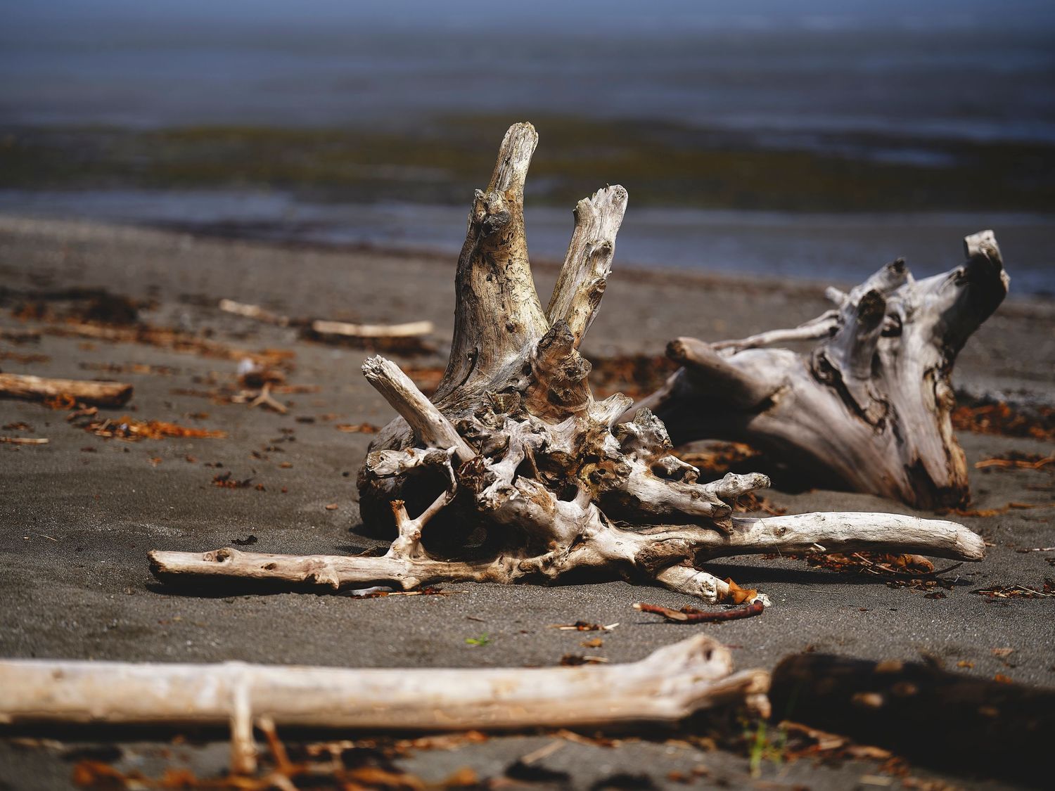 Weathered driftwood scattered along a sandy beach shoreline.
