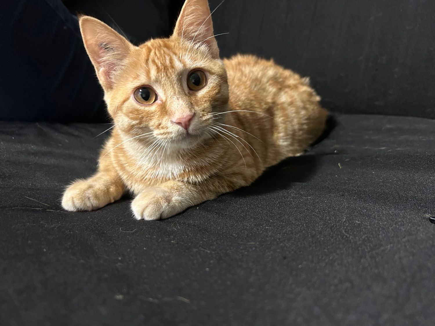 Ginger cat with bright eyes lying on a black couch.