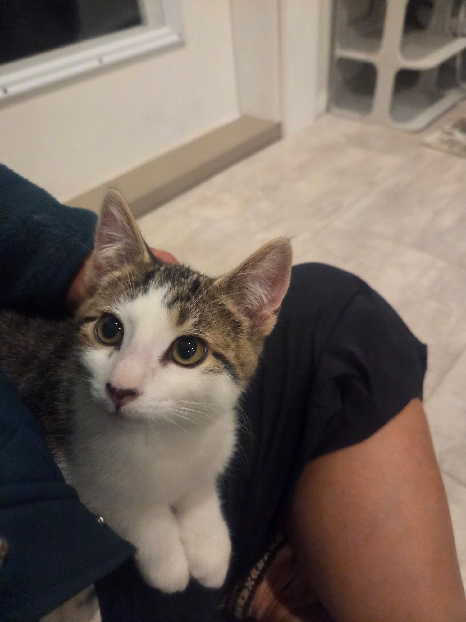A young tabby and white kitten with bright golden eyes being held by a person indoors.