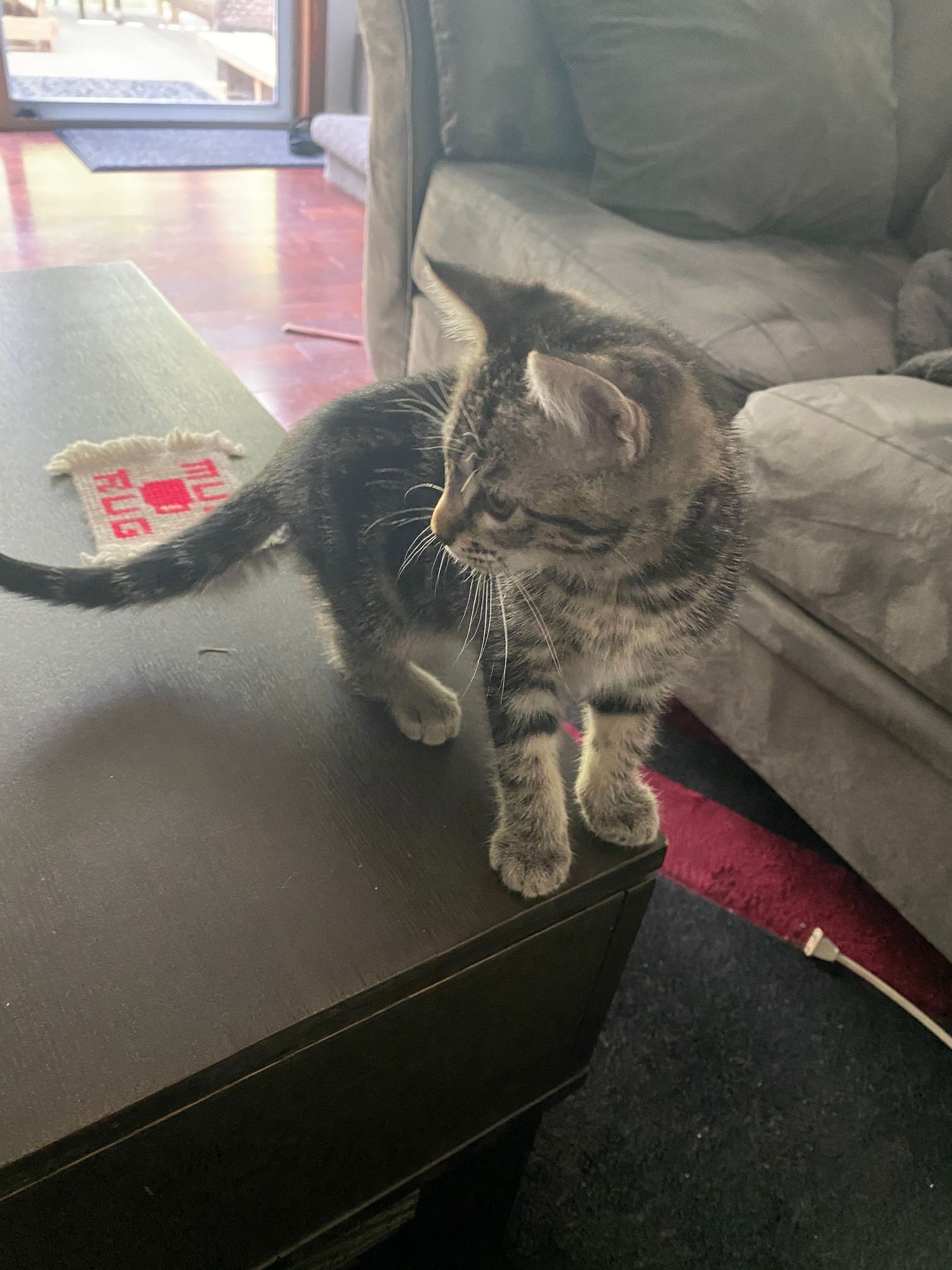 A small gray tabby kitten stands on a dark wooden table beside a gray couch in a cozy living room.