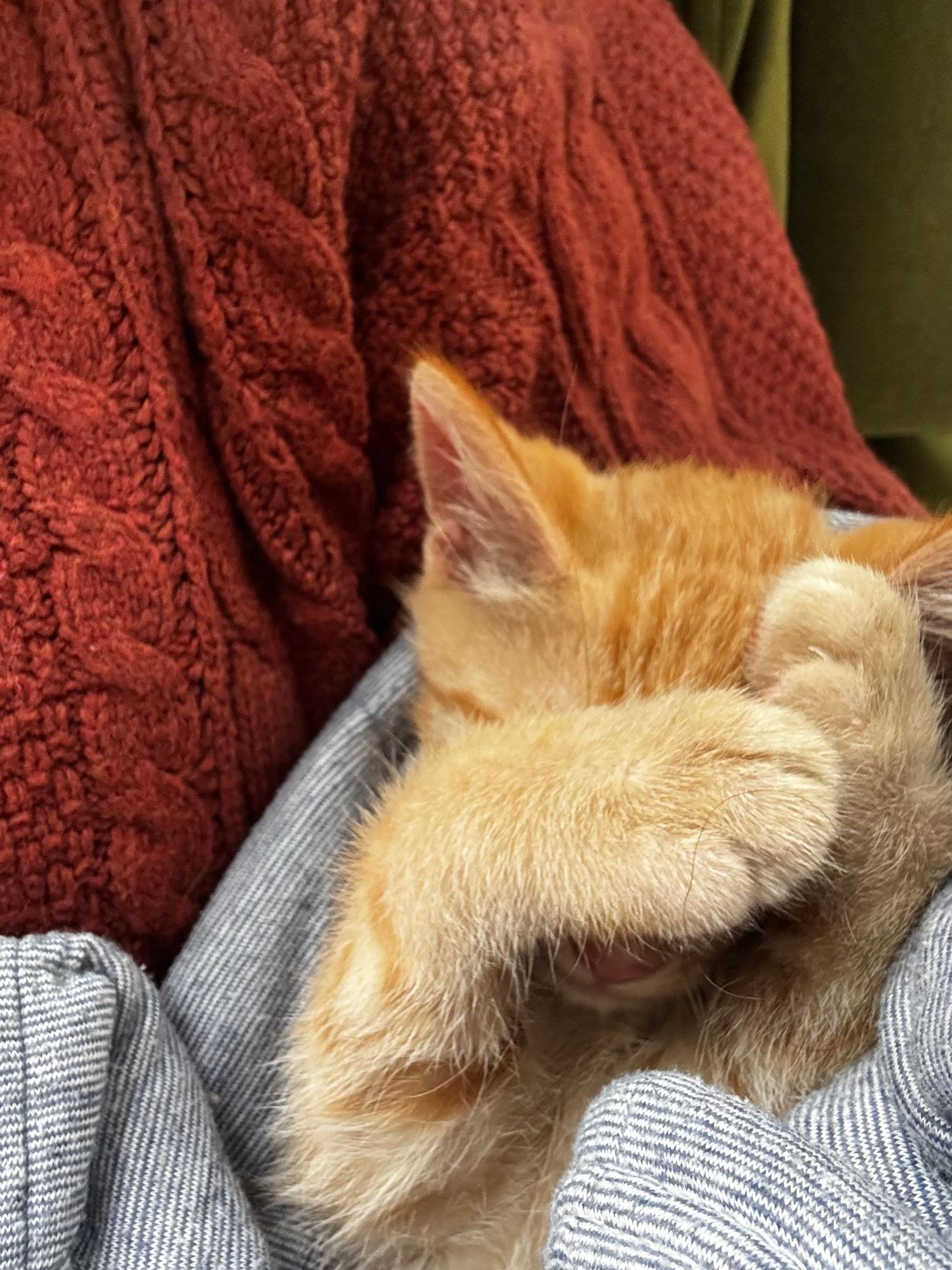 Sleepy orange tabby kitten covering its face with its paws while resting in a lap beside a cozy red cable-knit sweater.