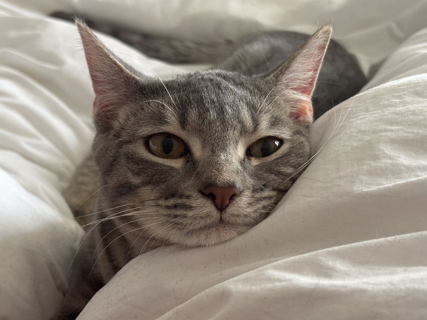 Grey tabby cat peeking out from white bedding with a sleepy expression.