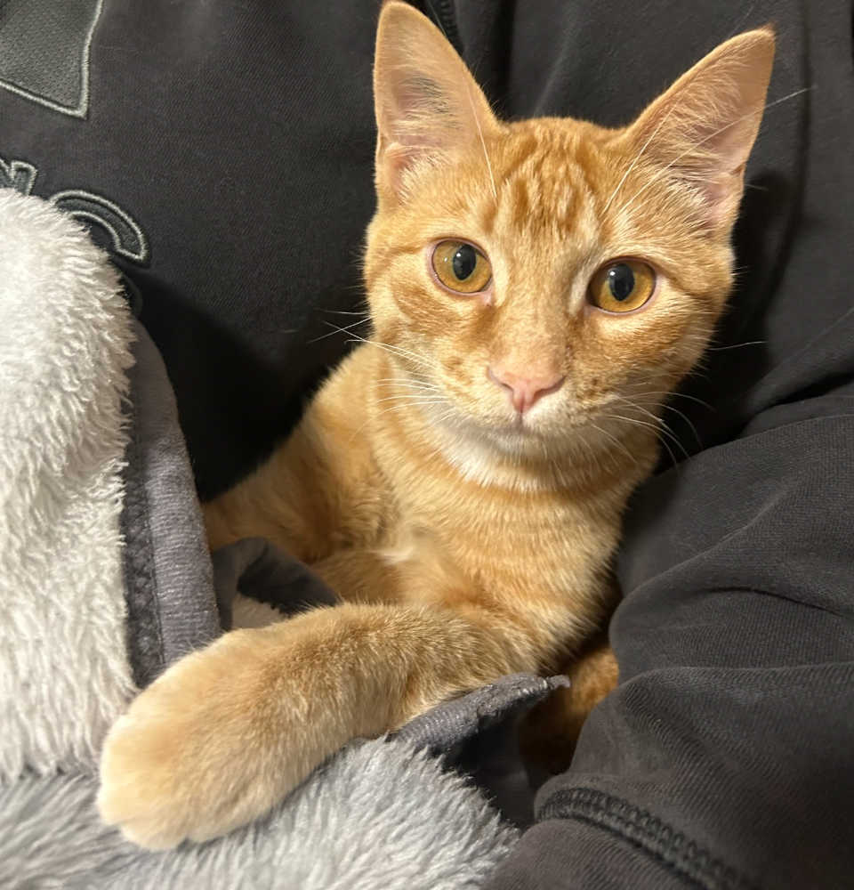 Orange tabby cat relaxing on dark fabric with bright alert eyes.