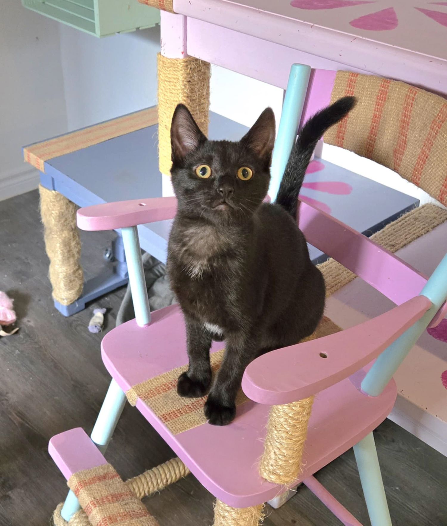 Black cat exploring a pink and blue cat tree with rope scratching posts.