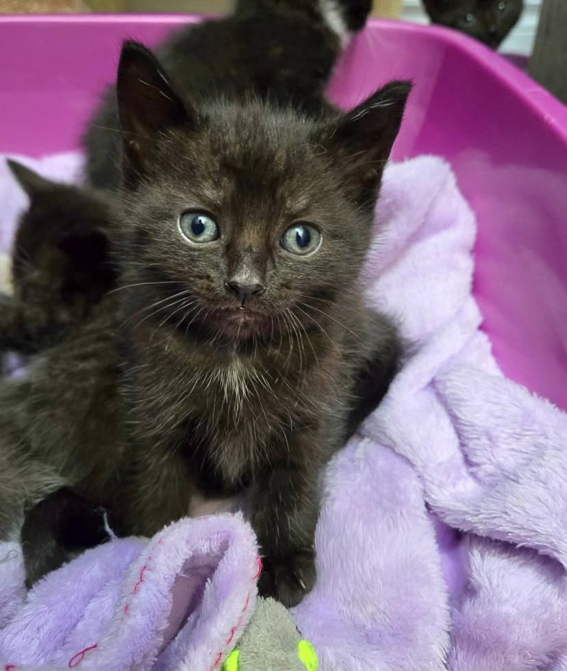 Adorable black kitten sitting on soft purple blanket with bright eyes.