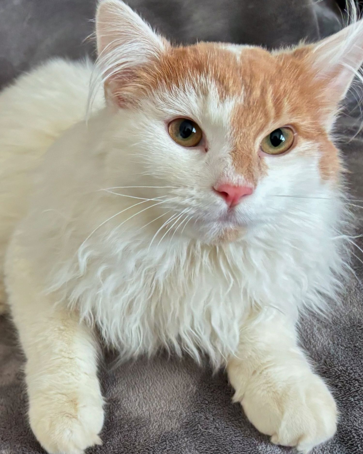 Cream colored cat with long fur relaxes on a gray surface.