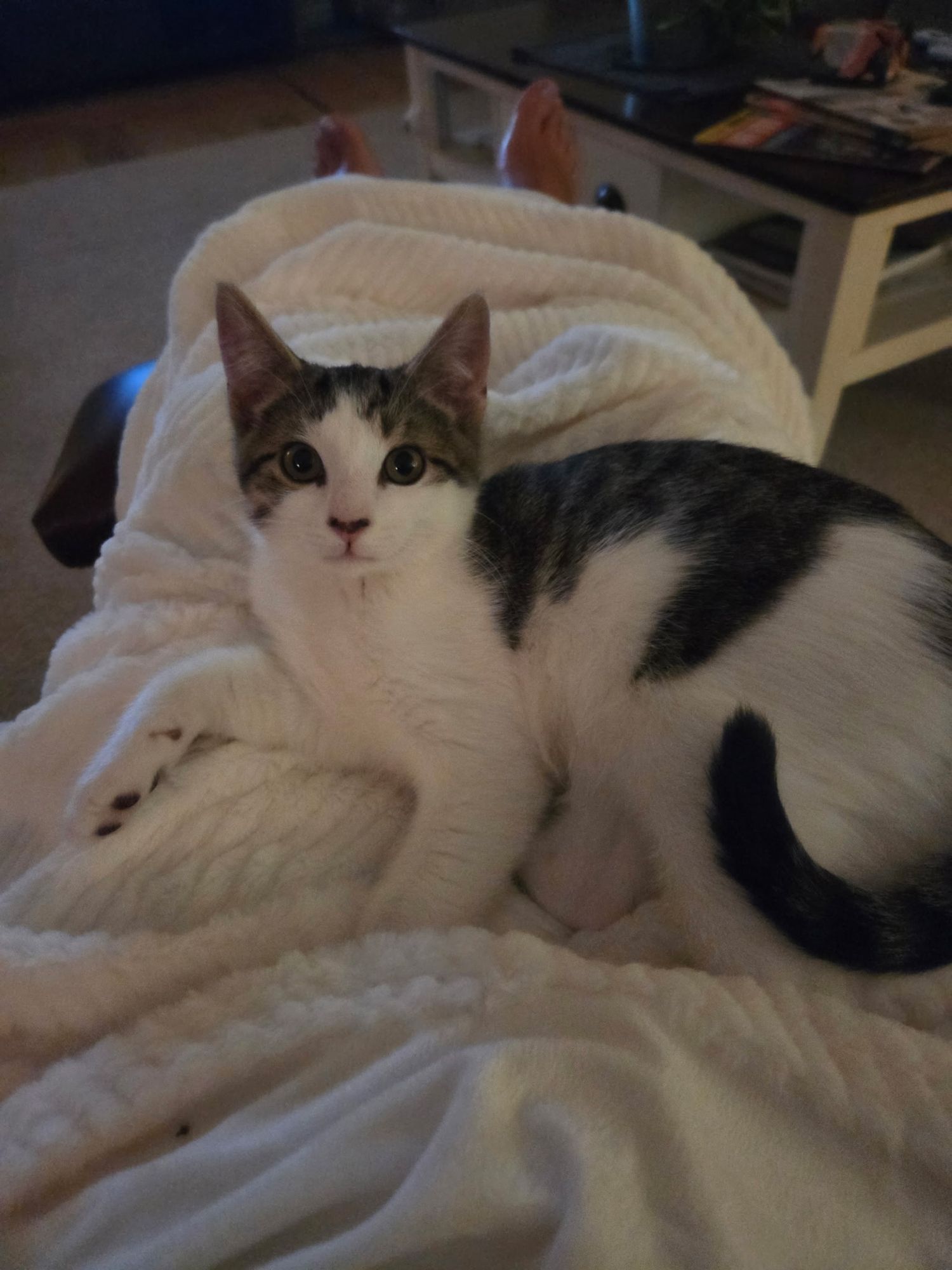 A cute tabby and white cat lounges on a soft white blanket, looking directly at the camera with bright eyes.