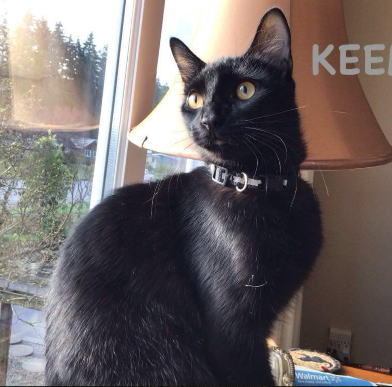 A black cat with bright yellow eyes gazes intently at something off camera while sitting near a window.