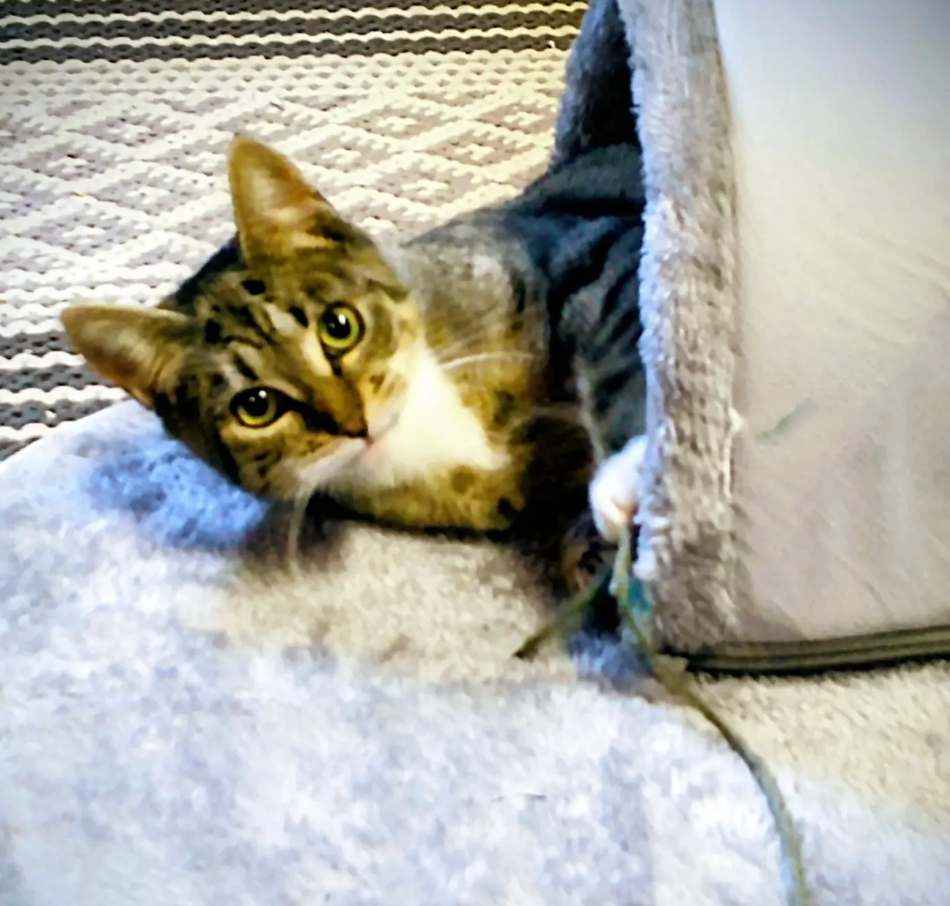 Playful cat lying on white carpet reaches paw out towards camera in sequence of connected photos.