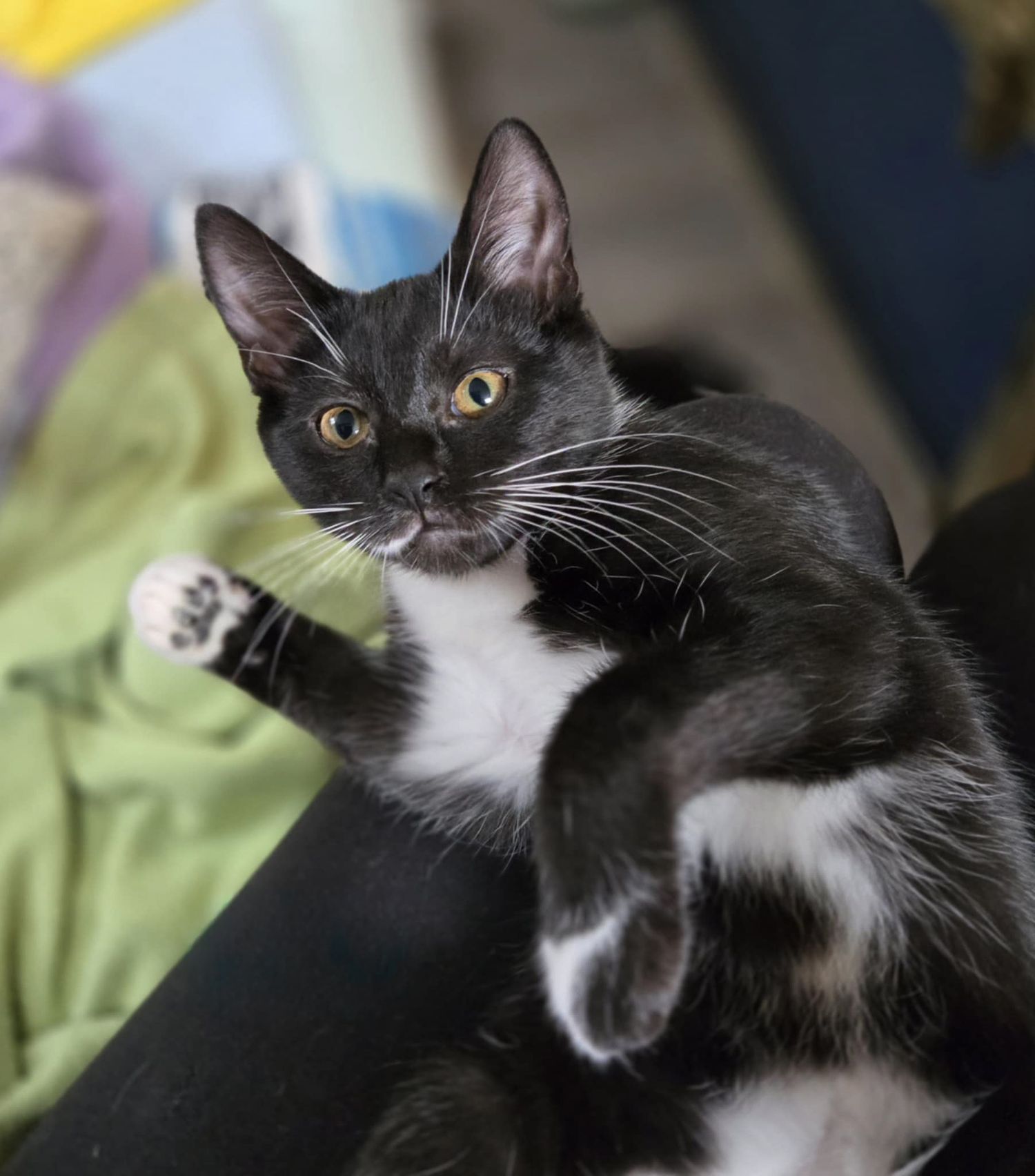 Tuxedo cat lounges on colorful bedding showing off its distinctive black and white markings.