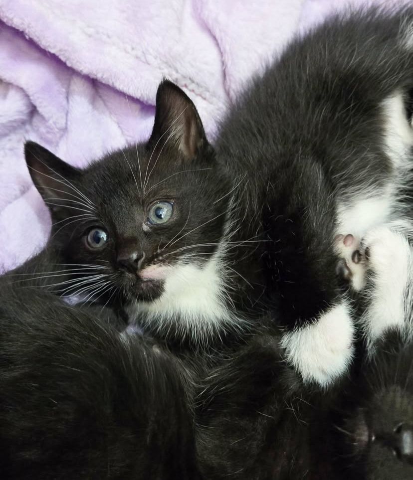 Black and white cat rests on purple blanket showing playful expression.