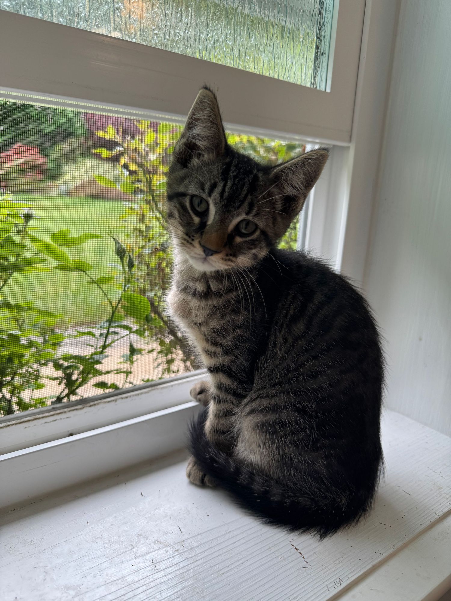 A cute tabby kitten sits on a white windowsill, gazing indoors with a lush green garden visible through the window.