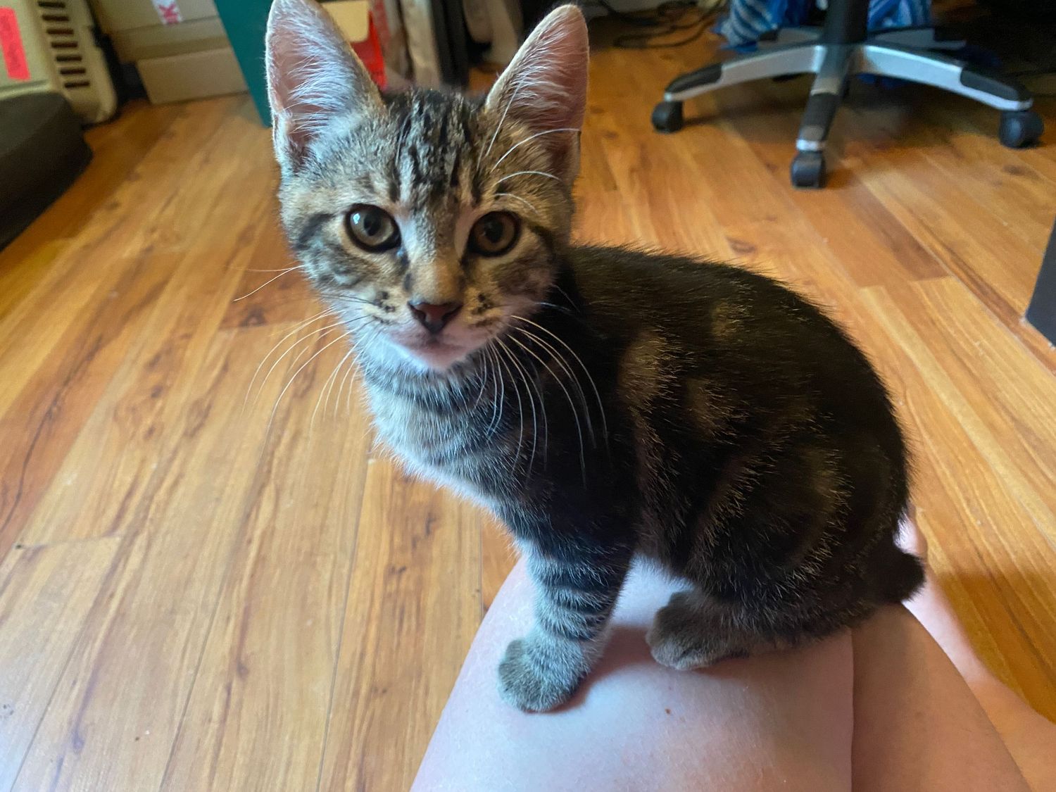 Adorable tabby kitten sitting on hardwood floor, looking at camera with bright eyes and striped fur markings.