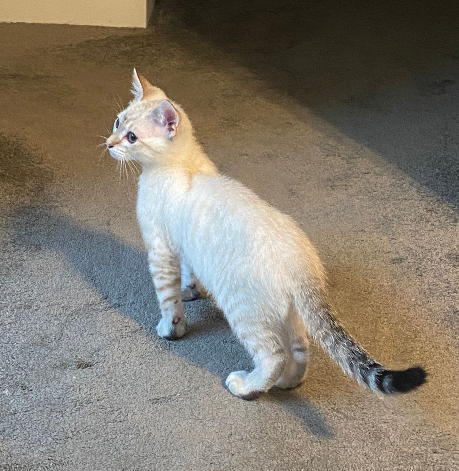 A small white kitten with tabby markings and a black-tipped tail sits on a carpet floor in a sunlit room.