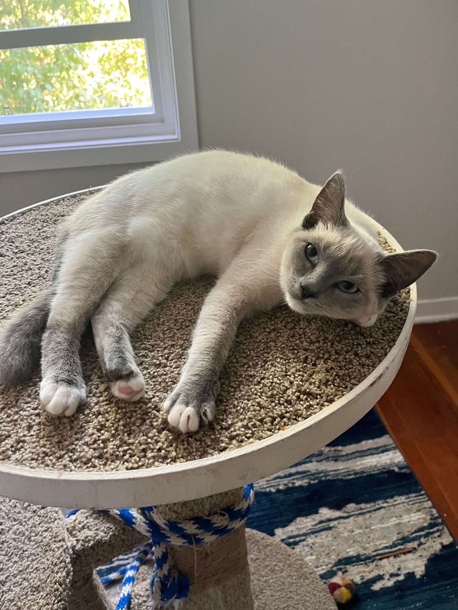 A gray cat lounges comfortably in a curved cat bed while playing with a blue rope toy on the floor.