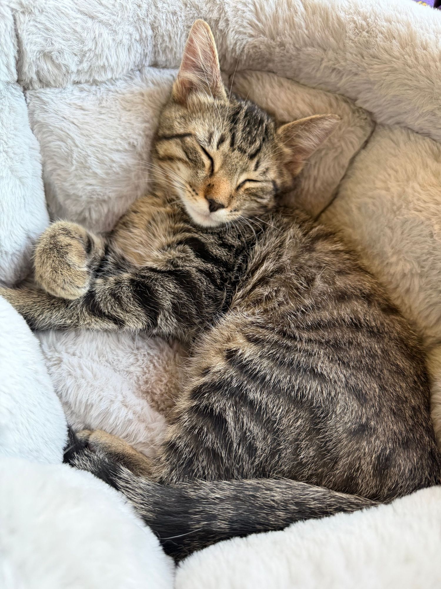 Adorable tabby kitten sleeping curled up in a cozy white fluffy cat bed with paws tucked under chin.