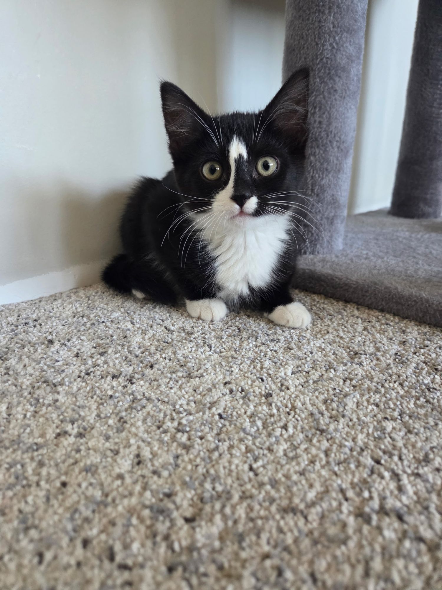 Adorable black and white tuxedo kitten sitting on beige carpet next to a cat tree, looking directly at camera.