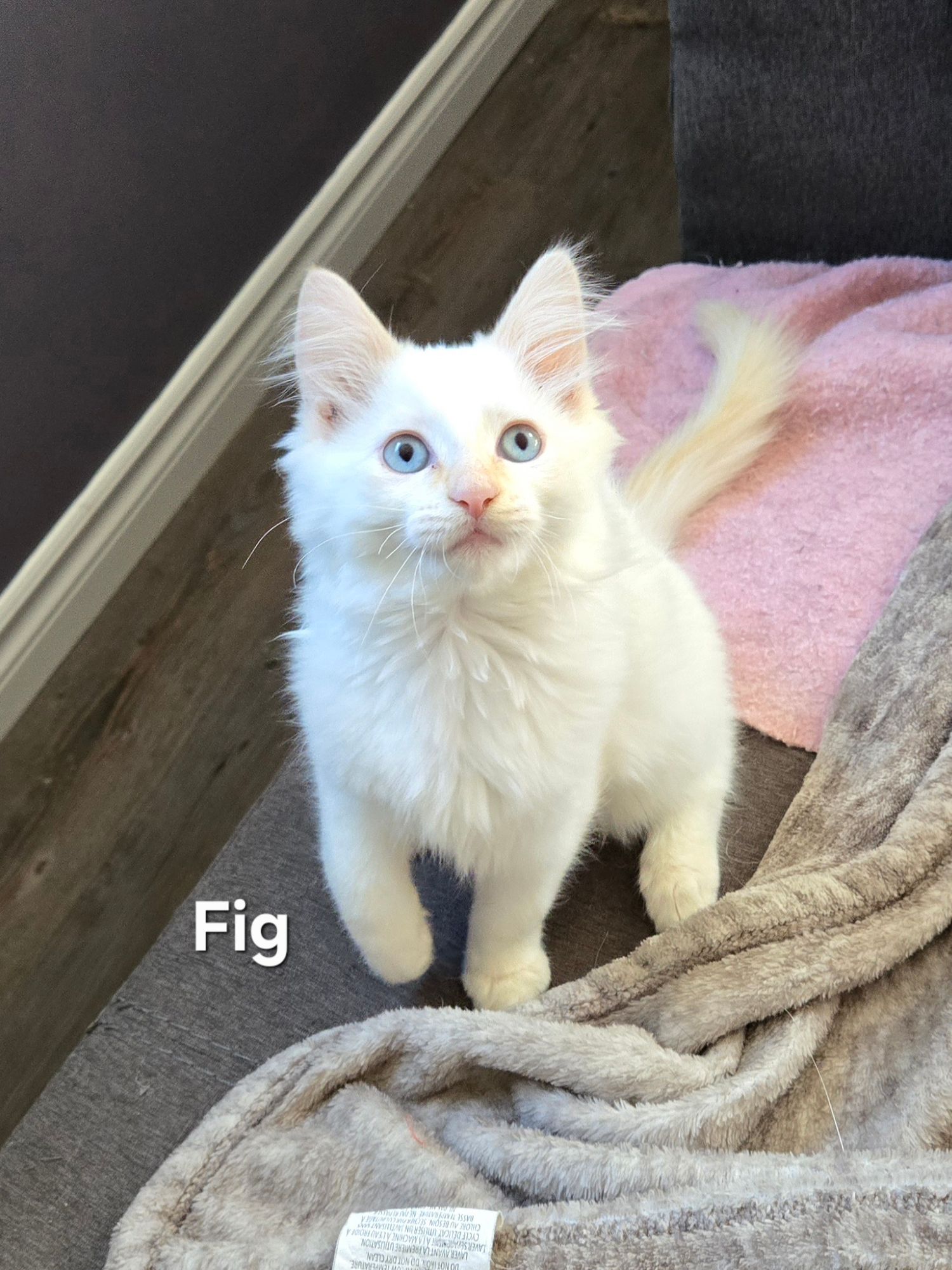 White fluffy kitten named Fig with blue eyes sitting on a blanket looking up at the camera.