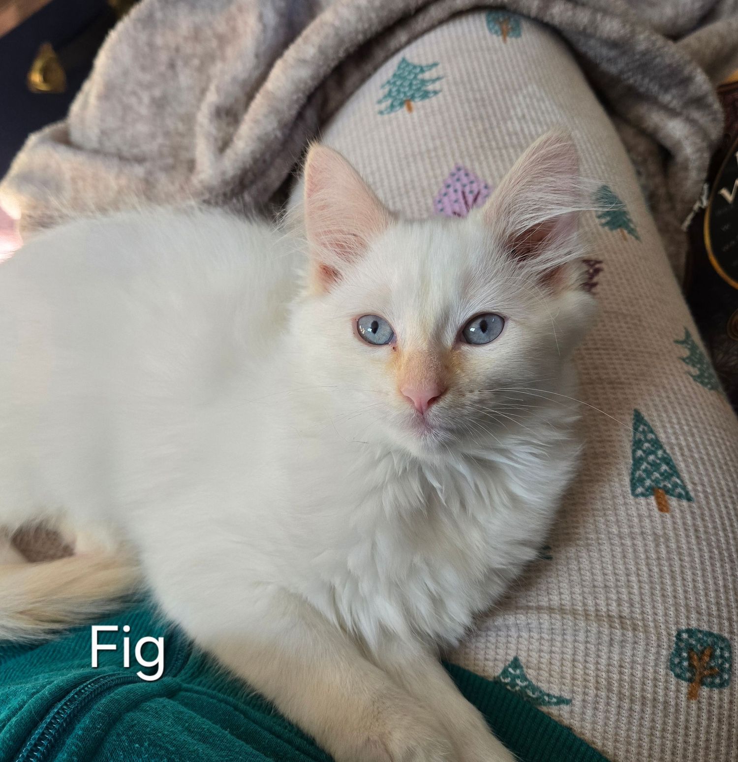 White kitten named Fig with blue eyes resting on a festive blanket with Christmas tree pattern.