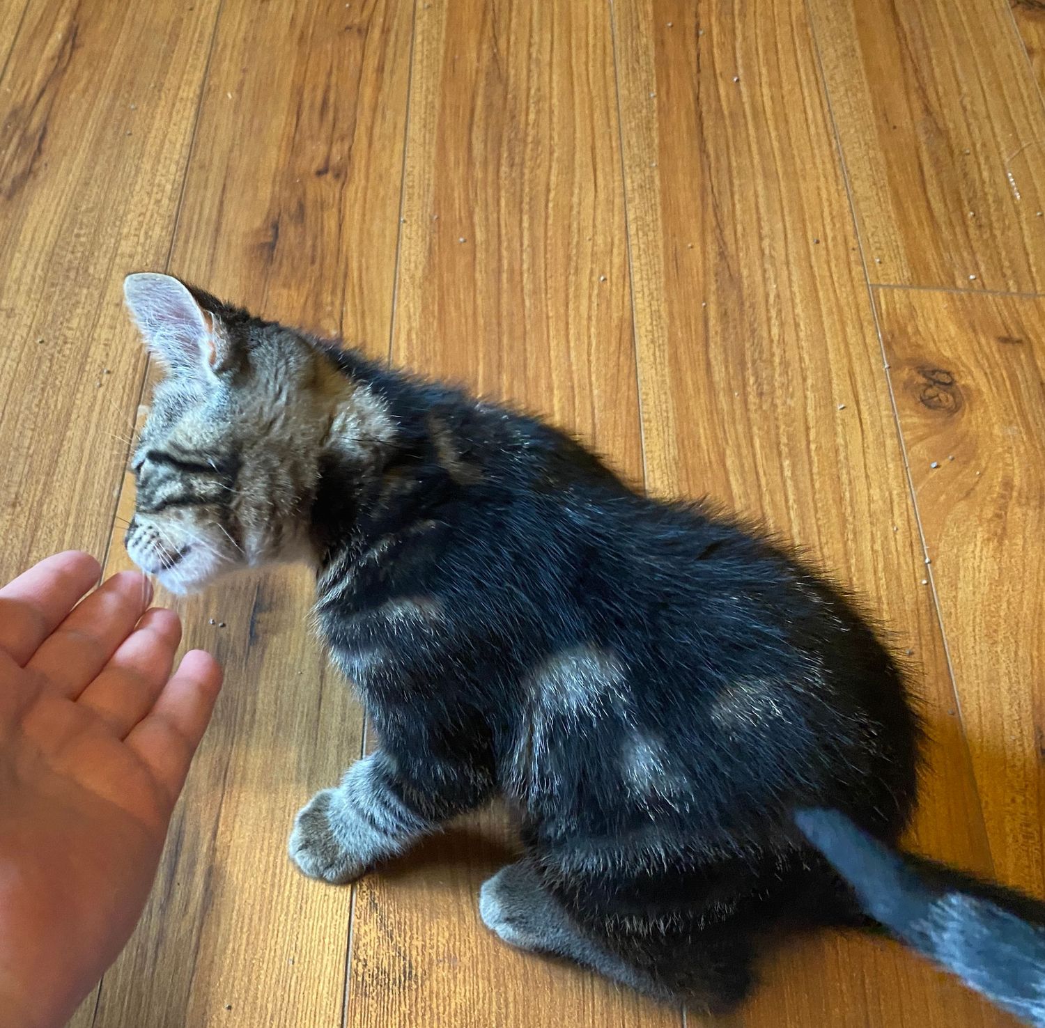A tiny tabby kitten sniffs a human hand on a wooden floor.