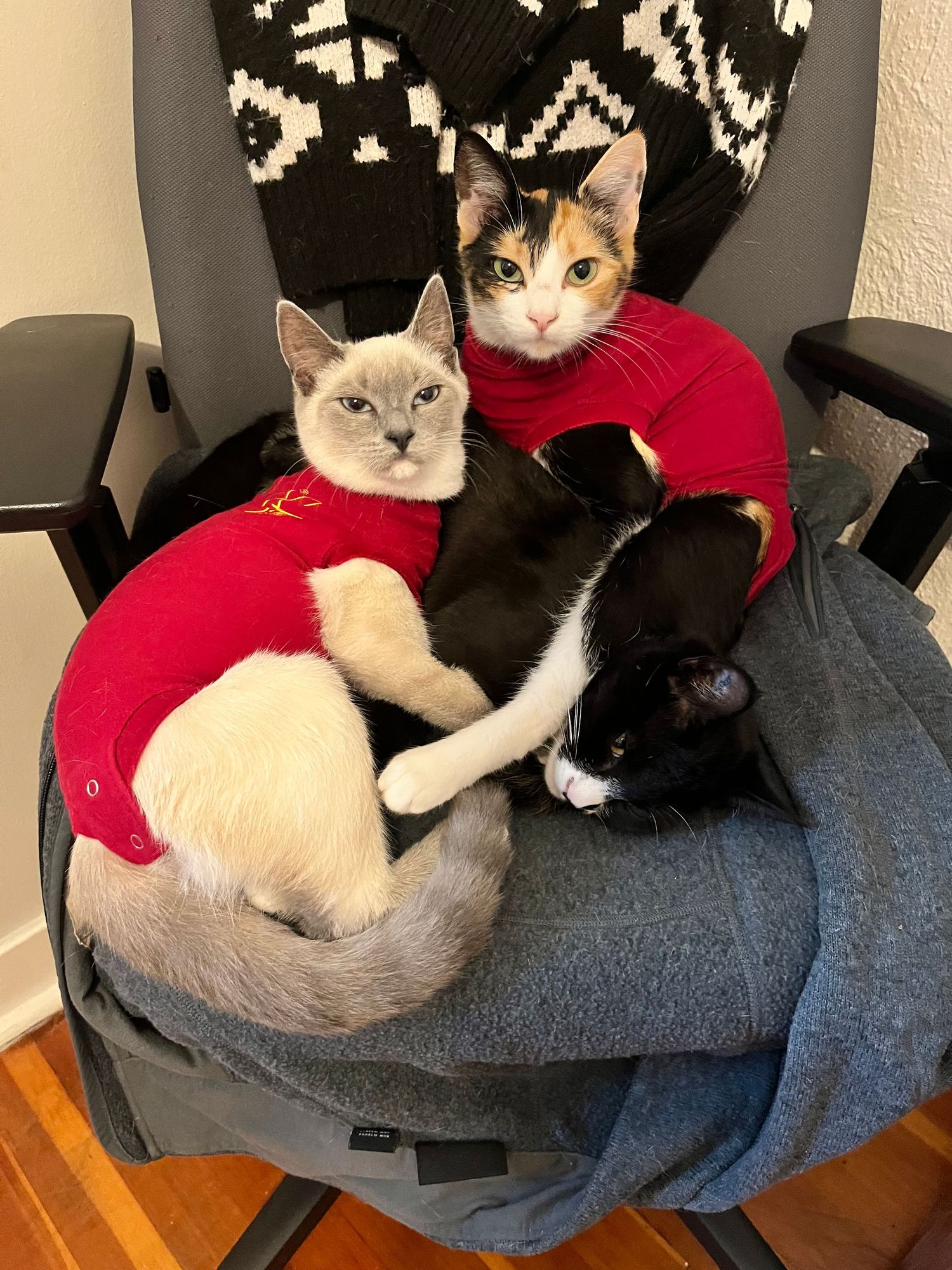 Three calico cats with red collars lounging together on a gray couch in various relaxed poses.