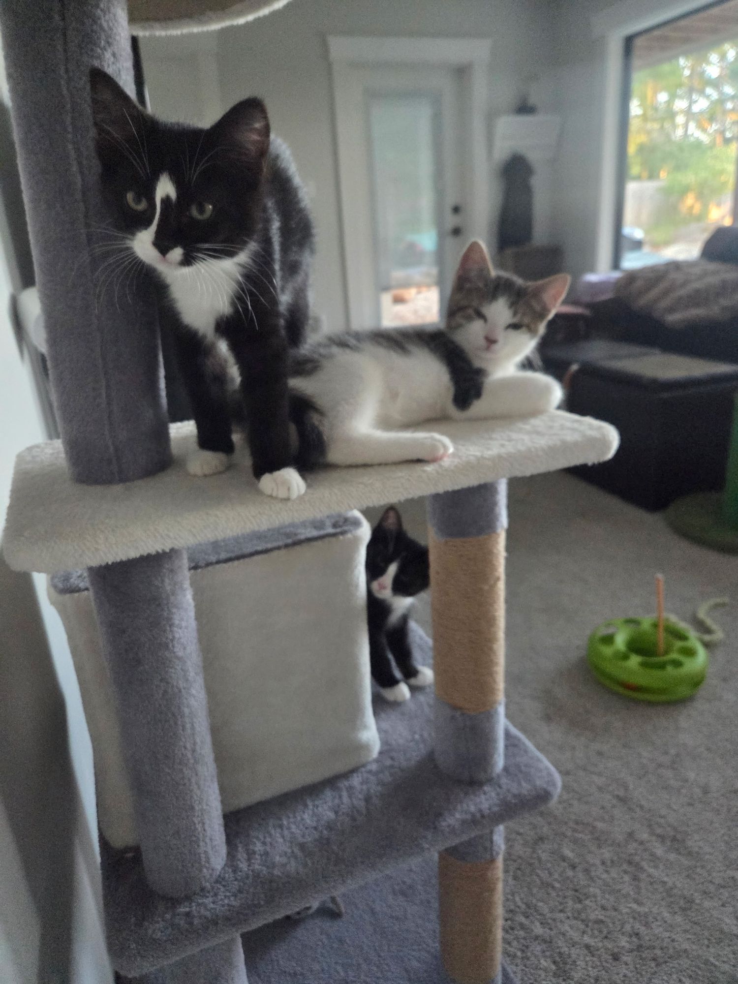 Two black and white cats resting on a gray cat tree tower inside a cozy living room.