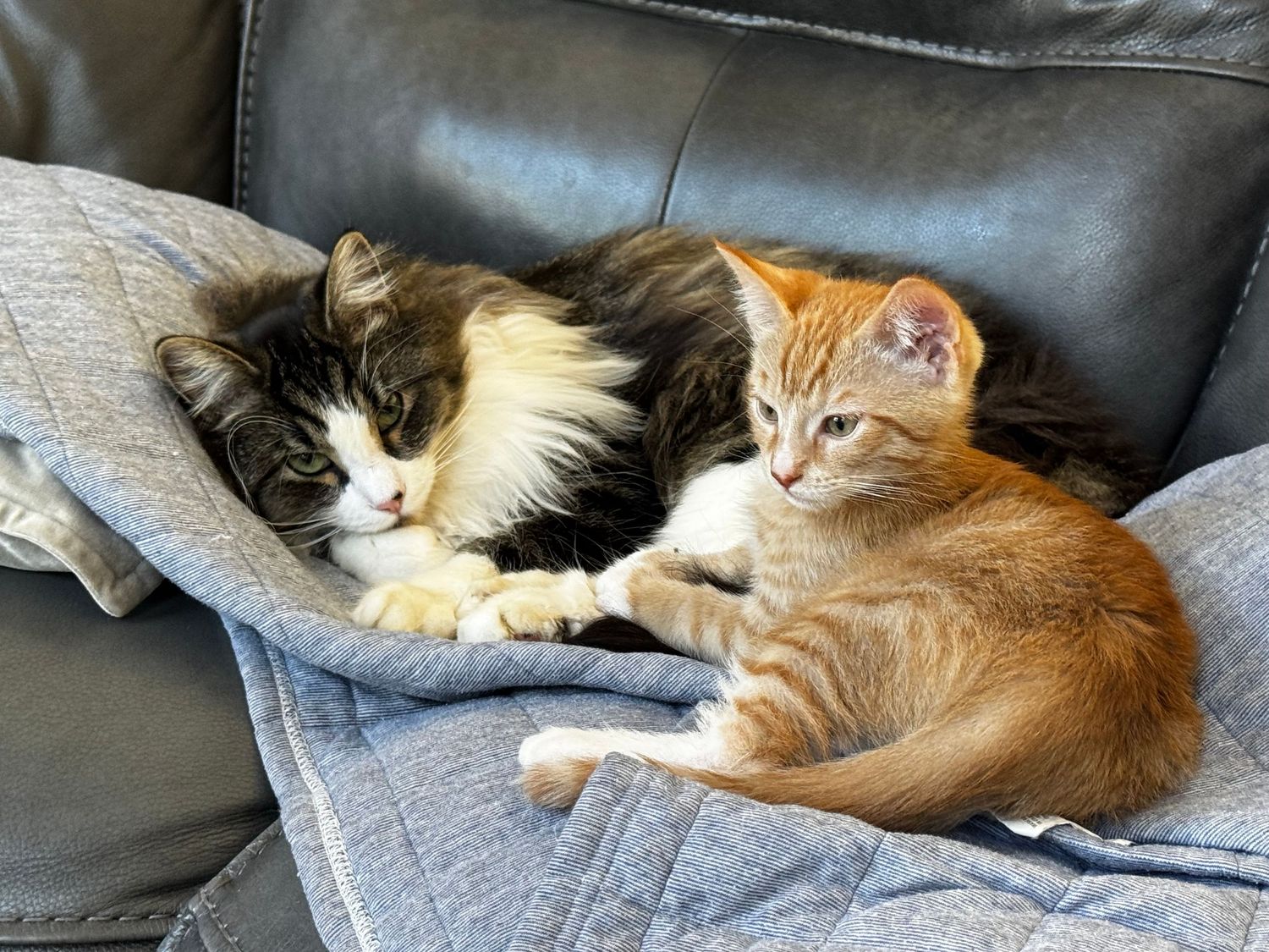 A fluffy black and white cat and an orange tabby kitten cuddle together on a gray leather couch covered with a soft blue blanket.