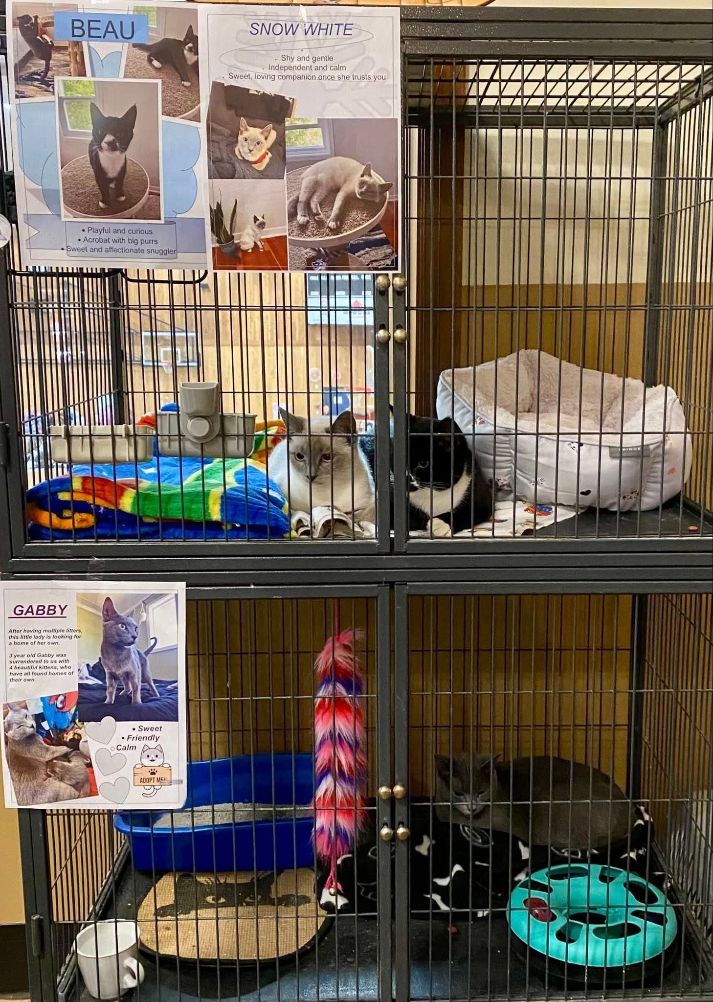 Cat adoption area at animal shelter showing multiple cages with beds, toys and photos of available cats displayed above.
