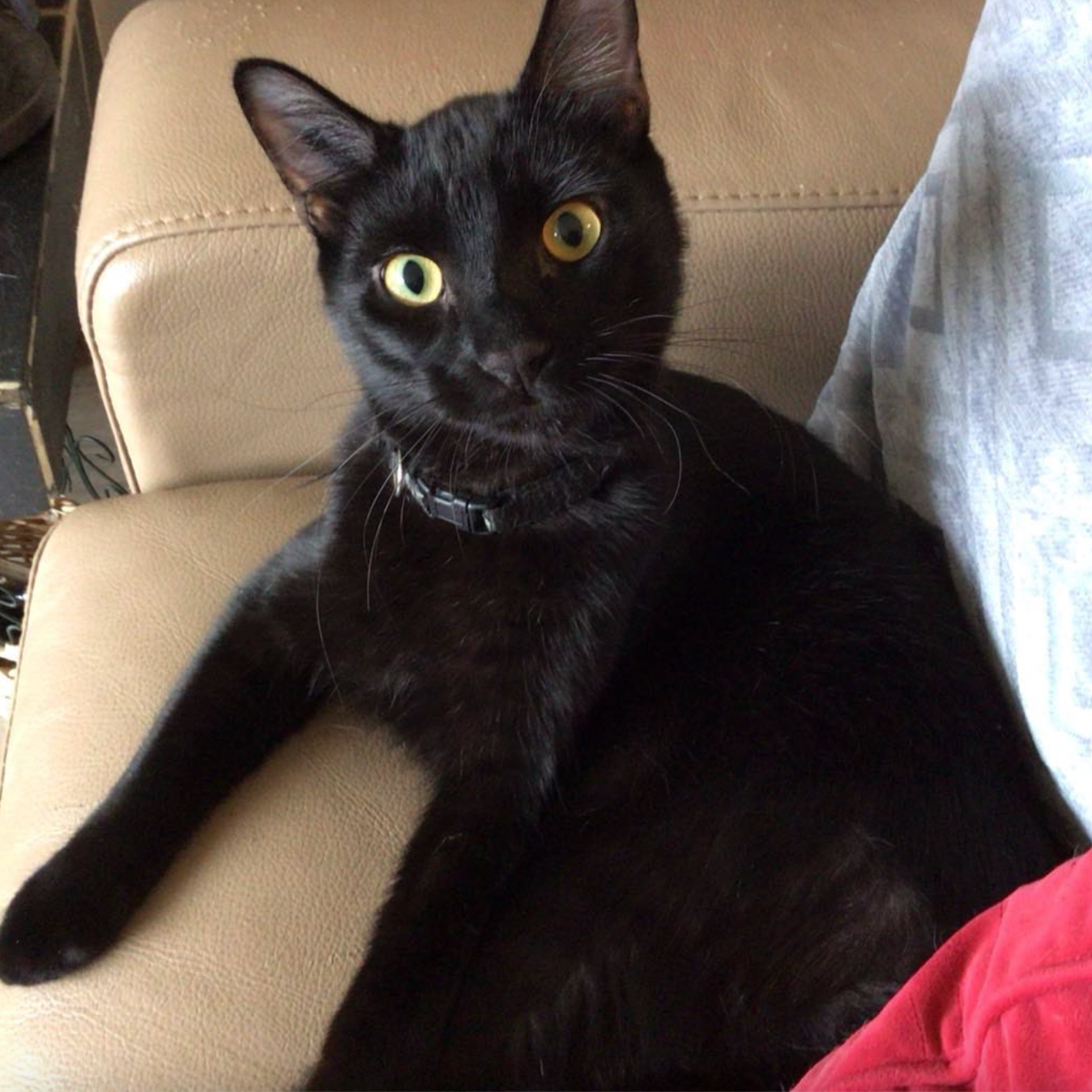A sleek black cat lounges comfortably on beige leather seating while looking up at the camera.