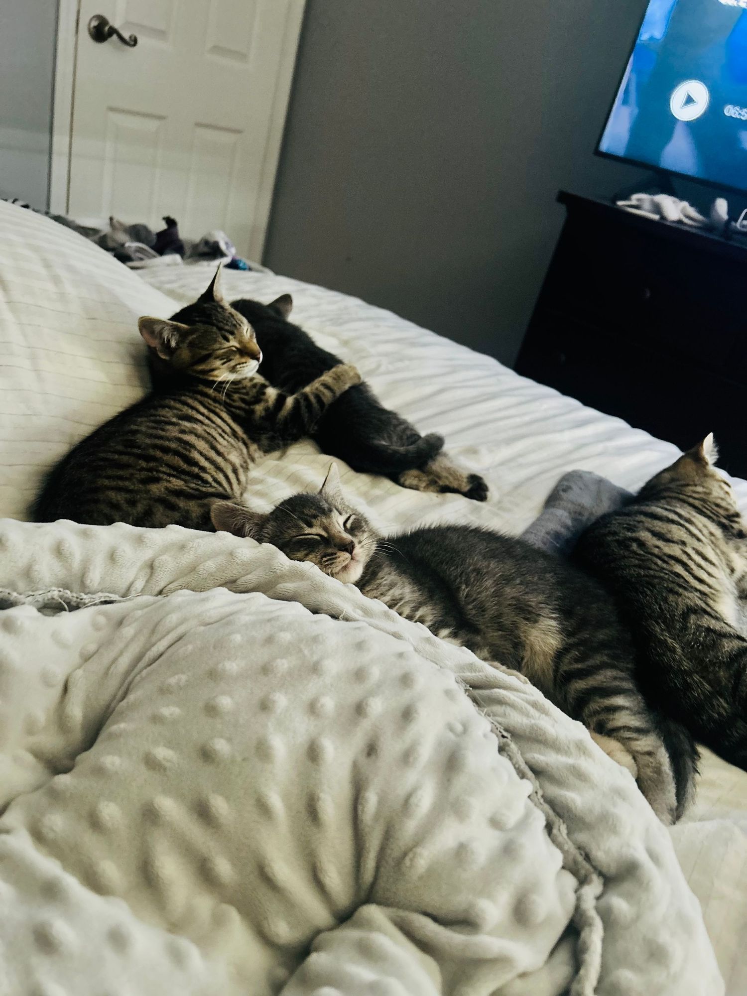 Four tabby kittens lounging together on a cozy white bed in a bedroom.