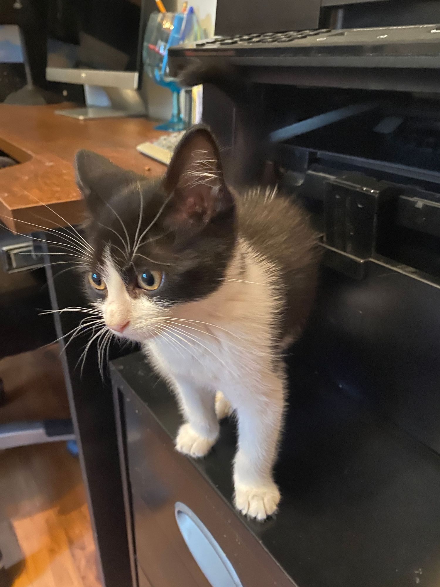 A curious black and white kitten stands on a desk drawer, looking alert near computer equipment.