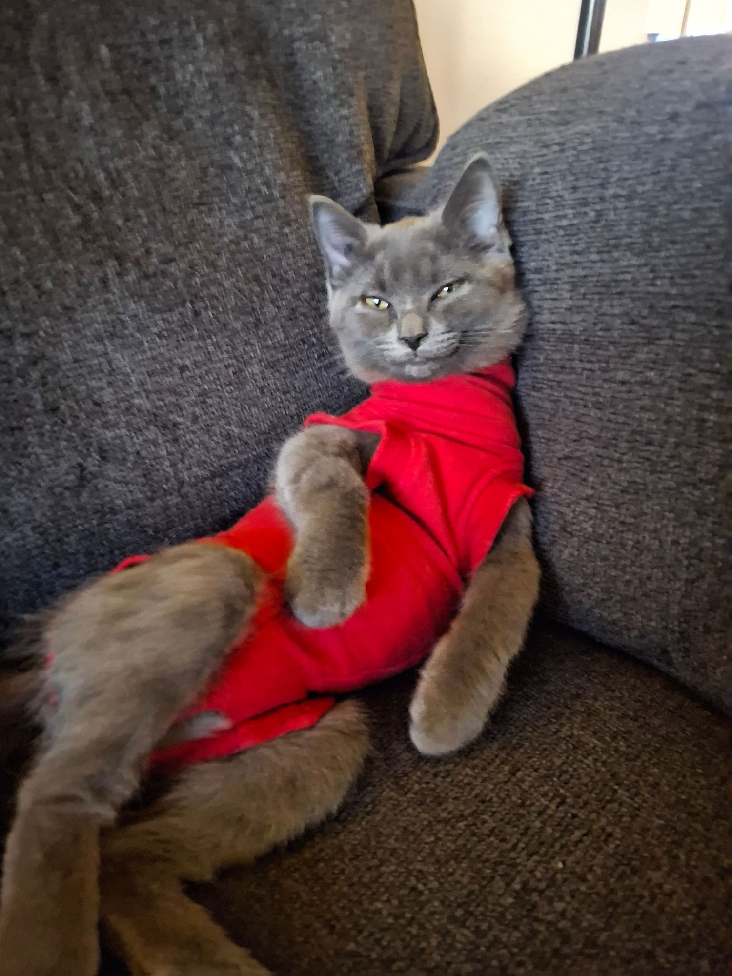 Gray cat in a red recovery suit lounging upright on a gray couch with paws crossed and a relaxed, squinting expression.