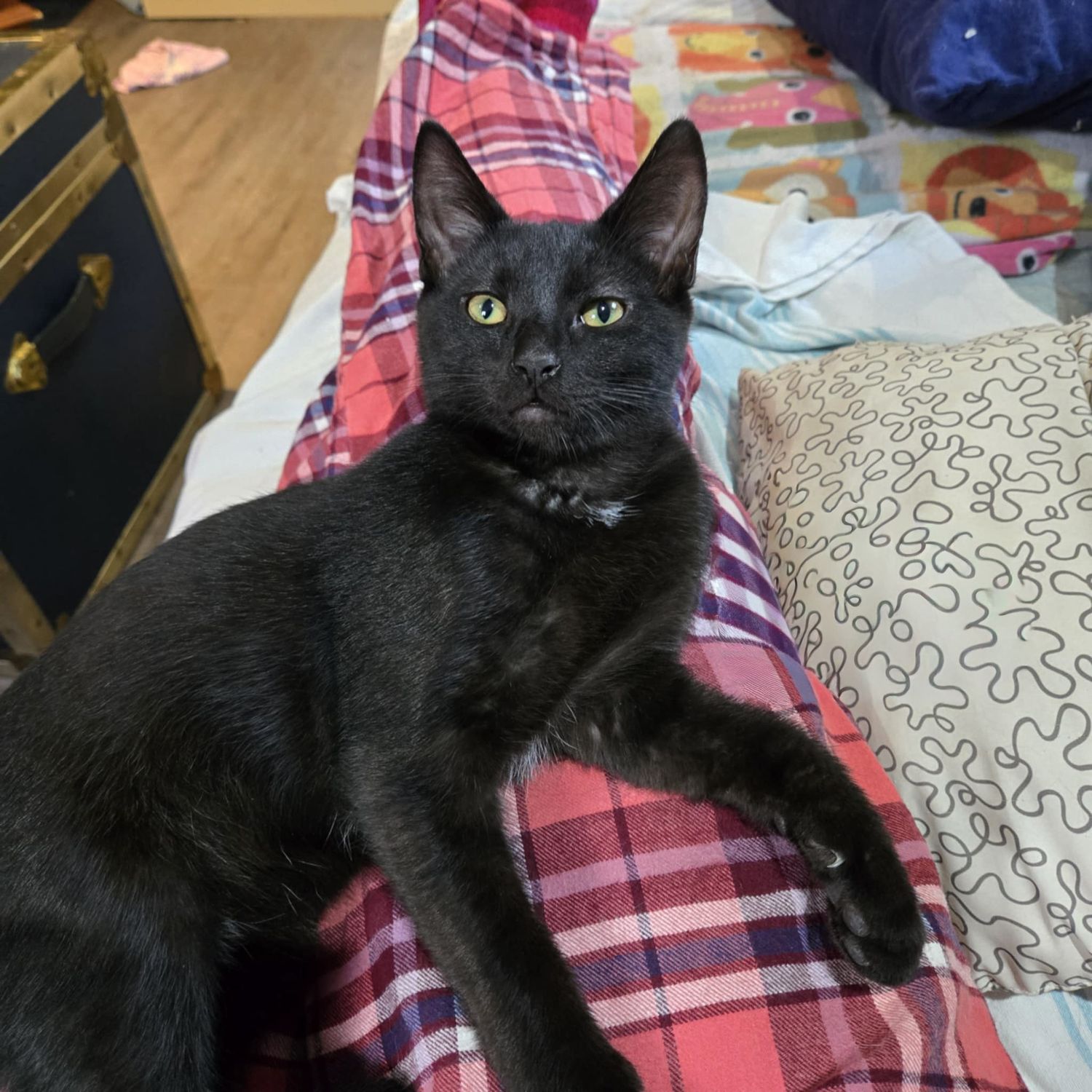 Black cats relaxing together on a plaid blanket in various lounging positions.