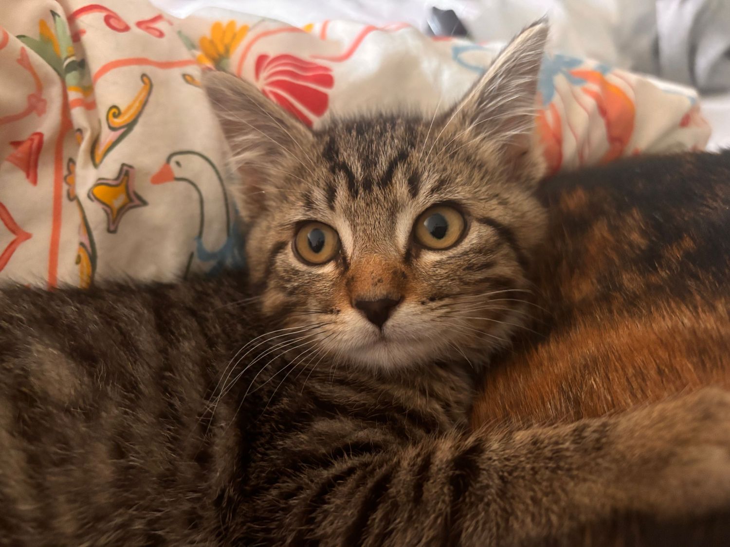 A cute tabby kitten with bright eyes resting on colorful blankets, looking directly at the camera.